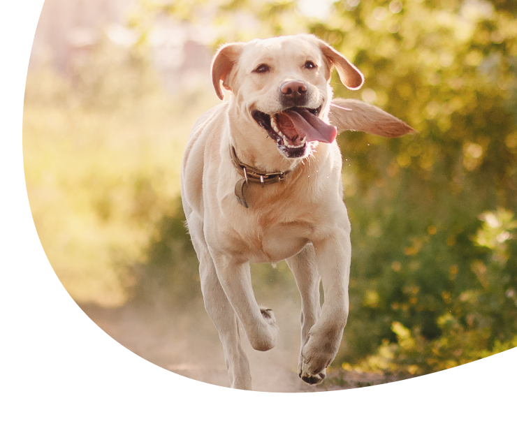 Year-Round Parasite Protection: Why Your Pet Needs Prevention in Every Season
